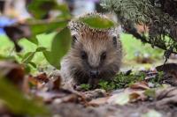 Our Hedgehog Story