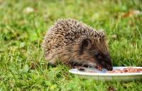 Rural hedgehog populations in decline: New report from PTES & BHPS