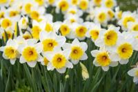 Bloomin’ Great! It's time to get our gloves on and galvanise some action to keep our Parish looking beautiful!