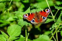 WFEG Summer Butterfly Competition - Date for your diaries!